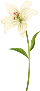 White Lily Flower